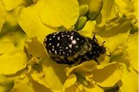 Oxythyrea funesta