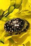 Oxythyrea funesta