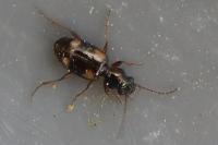 Bembidion quadrimaculatum