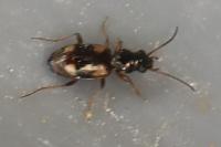 Bembidion quadrimaculatum