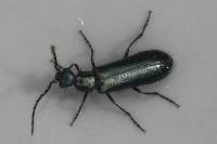 Dasytes caeruleus