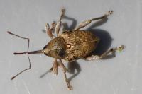 Curculio