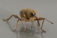 Curculio