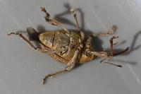 Curculio
