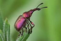 Rhynchites auratus