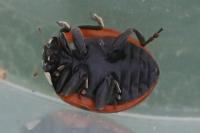 Coccinella septempunctata