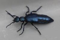 Meloe violaceus