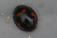 Exochomus quadripustulatus