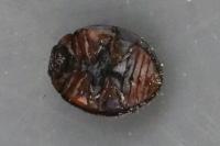 Exochomus quadripustulatus