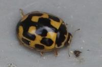 Propylea quatuordecimpunctata