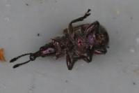 Rhynchites auratus