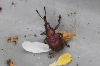 Rhynchites auratus