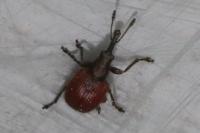 Tatianaerhynchites aequatus
