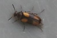 Anaspis fasciata