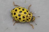 Psyllobora vigintiduopunctata