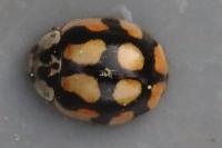 Adalia decempunctata