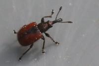 Tatianaerhynchites aequatus