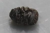 Anthribus fasciatus