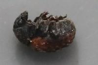 Anthribus fasciatus