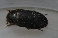 Dermestes bicolor
