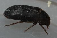 Dermestes bicolor