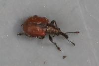Tatianaerhynchites aequatus