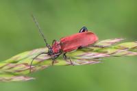 Pyrrhidium sanguineum