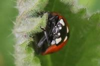 Coccinella septempunctata