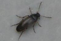 Anaspis frontalis
