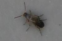 Anaspis frontalis