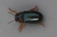 Smaragdina affinis