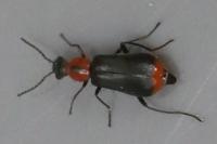 Attalus minimus