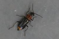 Attalus minimus