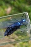 Meloe violaceus