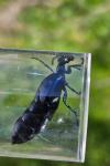 Meloe violaceus
