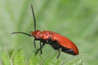 Pyrochroa serraticornis