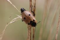 Dendroxena quadrimaculata