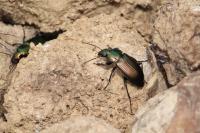 Poecilus cupreus