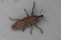 Lixus ochraceus