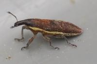 Lixus ochraceus
