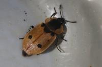 Dendroxena quadrimaculata