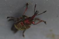 Rhynchites auratus