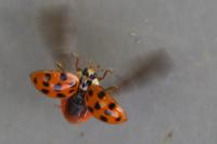 Harmonia axyridis