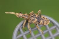 Rhagium sycophanta