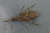 Rhagium sycophanta