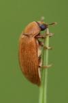 Byturus ochraceus