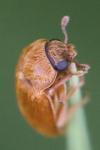 Byturus ochraceus