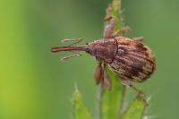 Anthonomus rectirostris