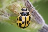 Propylea quatuordecimpunctata