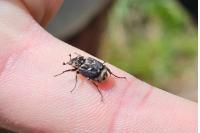 Valgus hemipterus
